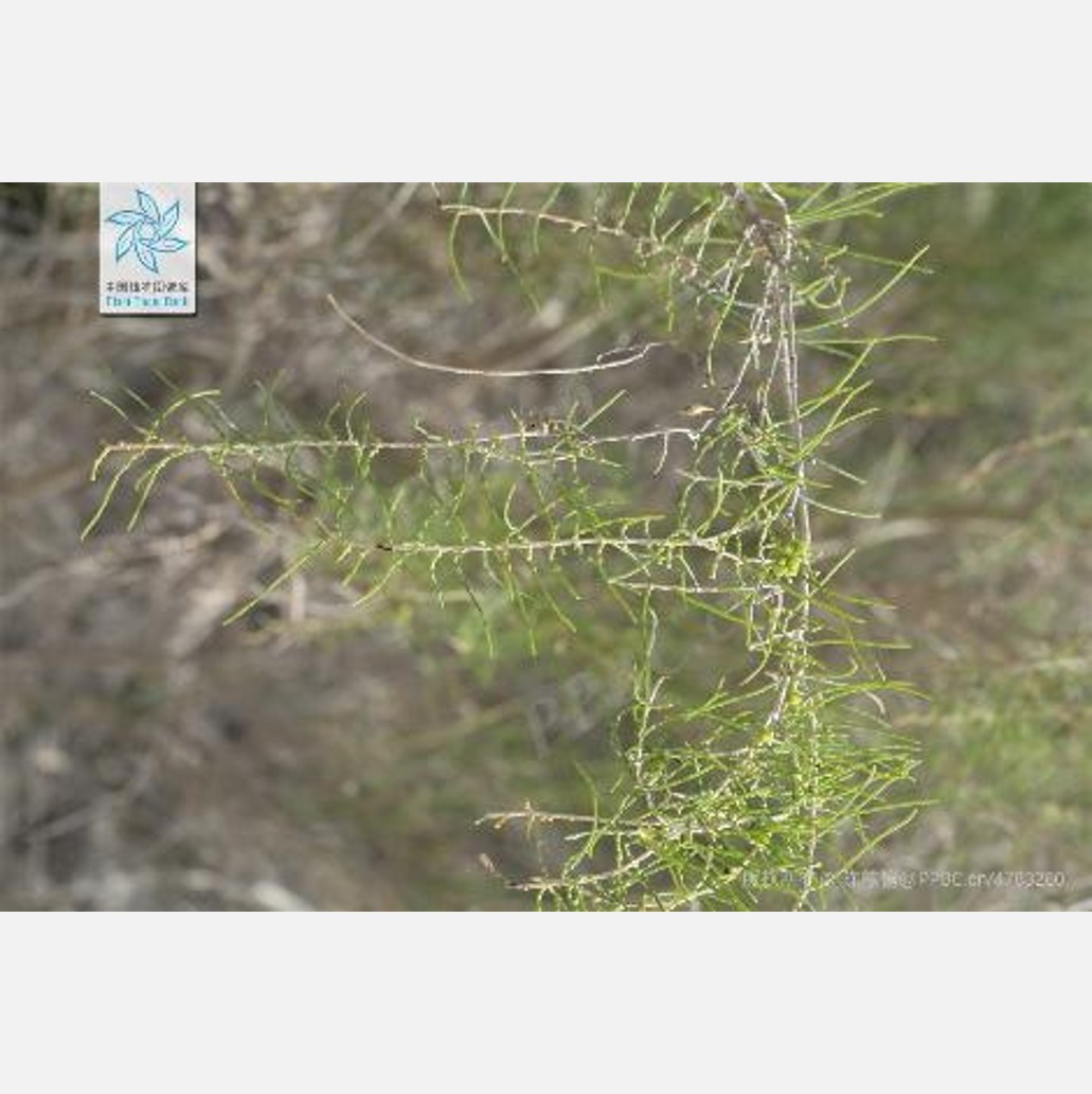 新疆の植物
