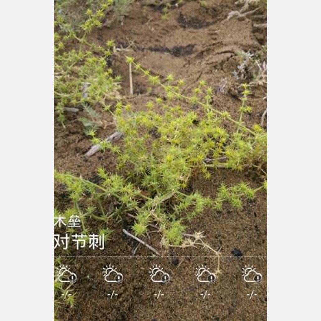 新疆の植物