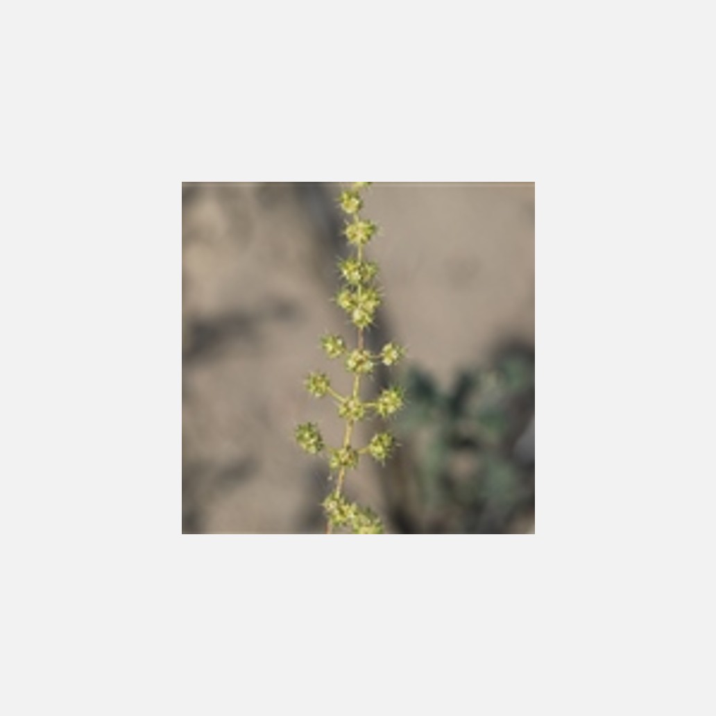 新疆の植物
