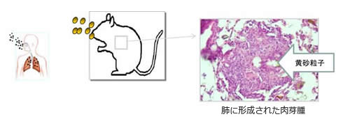 黄砂影響評価グループ2