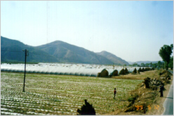 農地写真