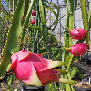 Dragon_fruit
